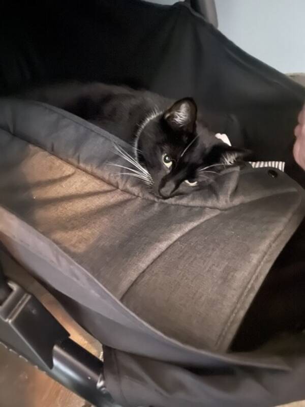 Katt - Huskatten Zhiva