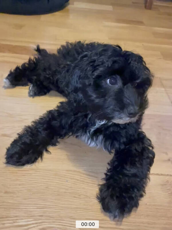 Hund - Cockapoo Lilly