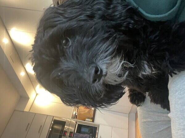 Hund - Cockapoo Lilly