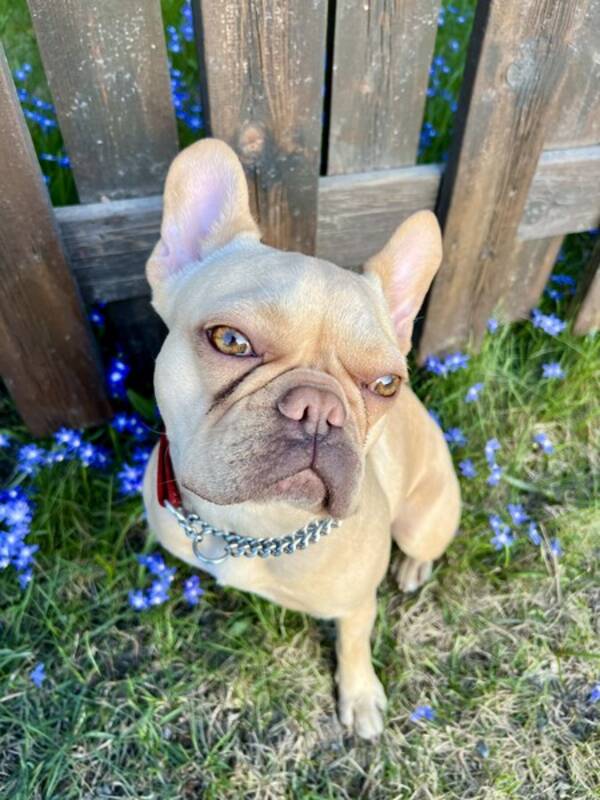 Hund - Fransk bulldog Elsa