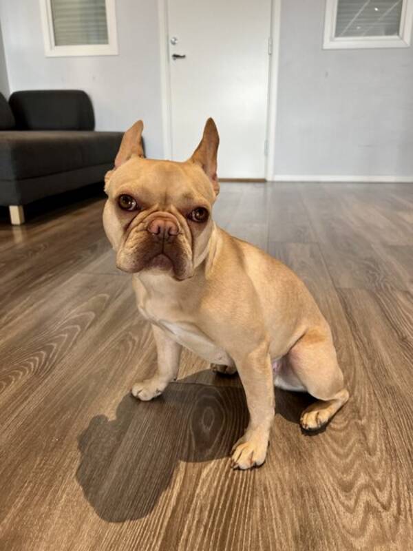 Hund - Fransk bulldog Elsa