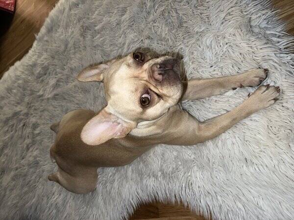 Hund - Fransk bulldog Elsa