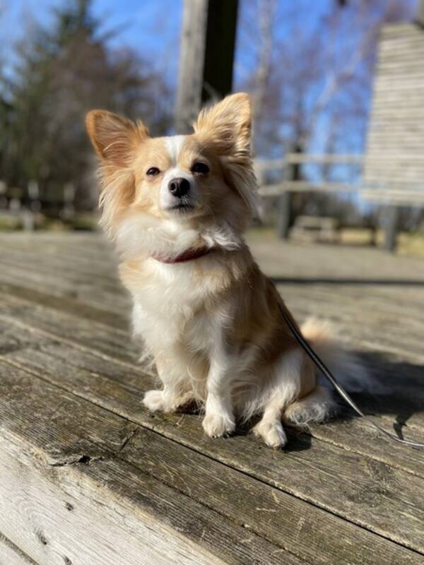 Hund - Chihuahua/ papillon tiken Molly 