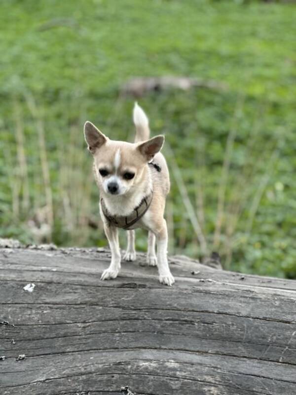 Hund - Chihuahua 