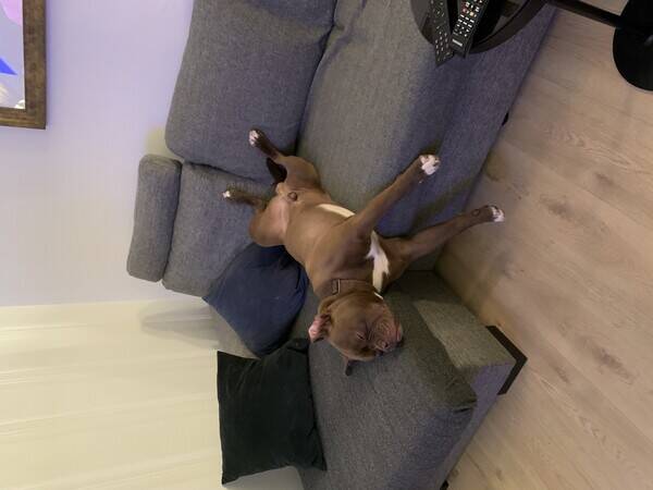 Hund - Old English bulldog Hund - Old English bulldog