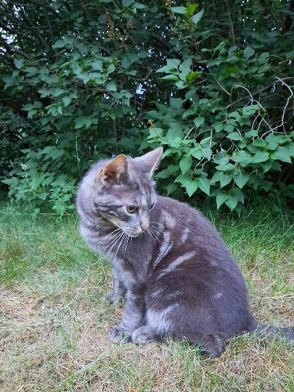 Katt - Fullvuxen katt
