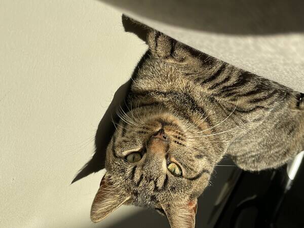 Katt - Frøken Messi Katt - Frøken Messi