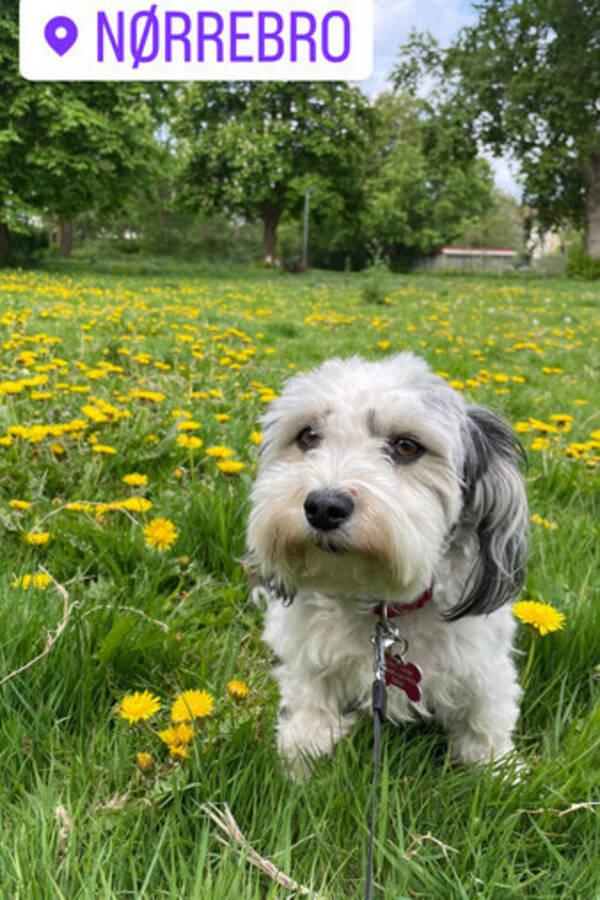 Hund - Holly Bichon Havanese  Hund - Holly Bichon Havanese