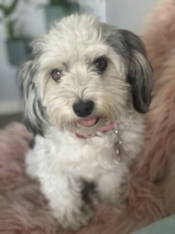 Hund - Holly Bichon Havanese  Hund - Holly Bichon Havanese