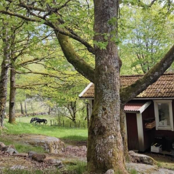 Sommarstuga - retruntboende stuga