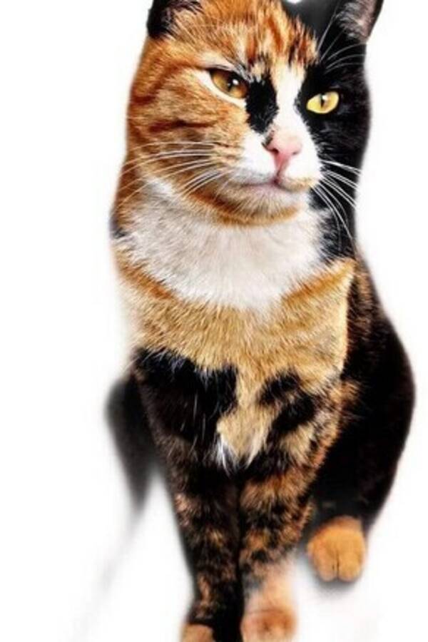 Katt - Svart/oransje  Katt - Svart/oransje