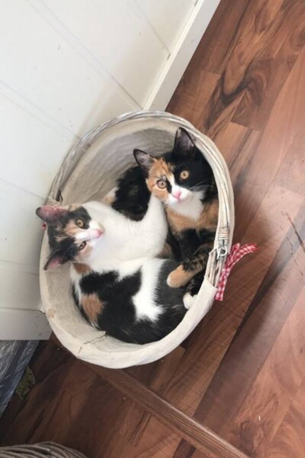 Katt - Svart/oransje  Katt - Svart/oransje