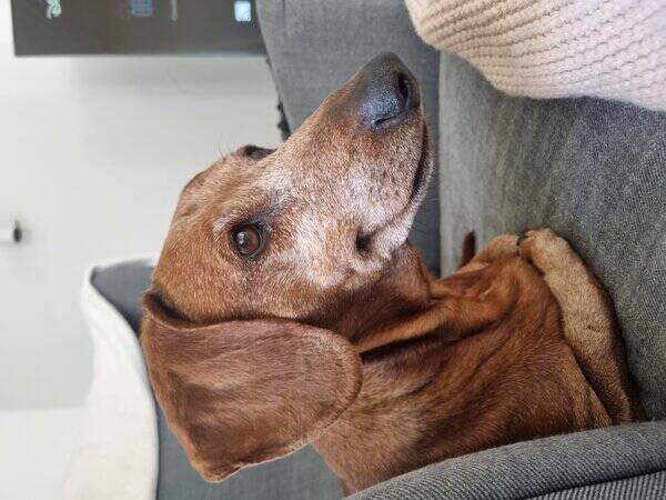 Hund - Charlie dachshund