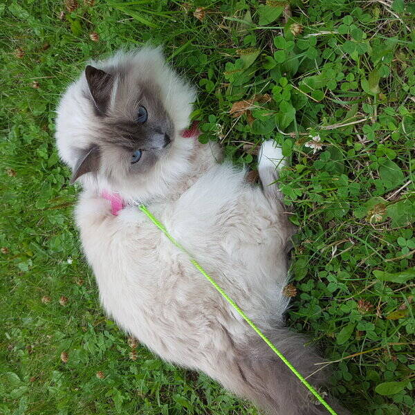 Katt