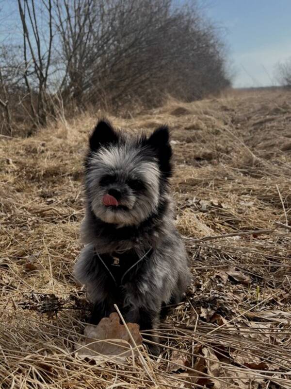 Hund - Thor