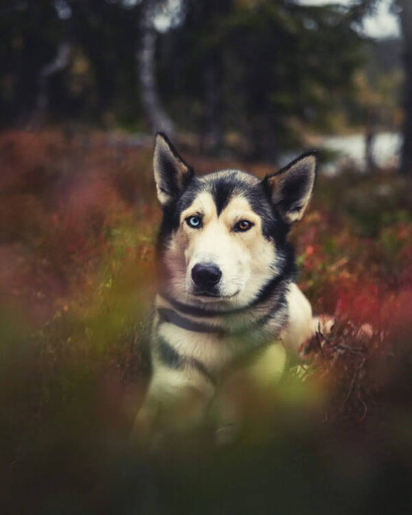Hund - Alaska husky 