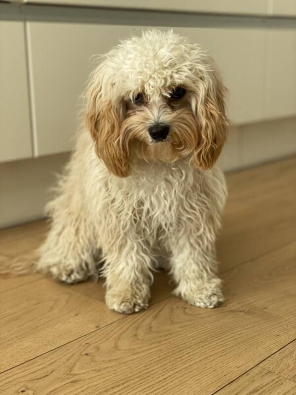 Hund - Penny, Cavapoo 