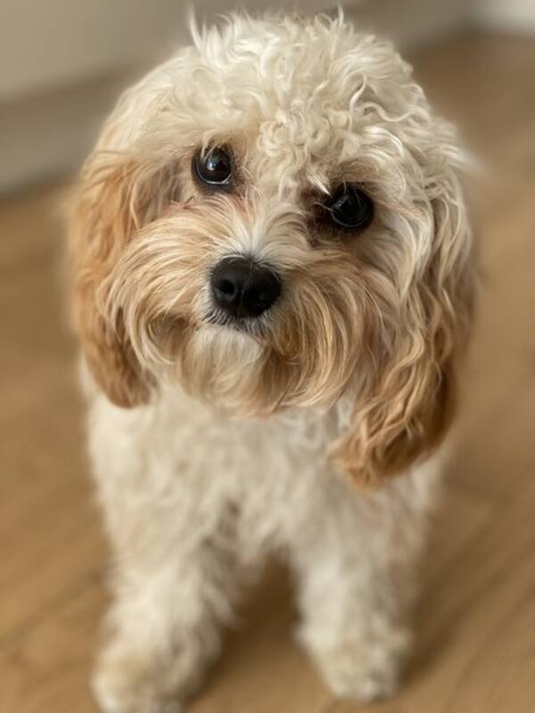 Hund - Penny, Cavapoo 