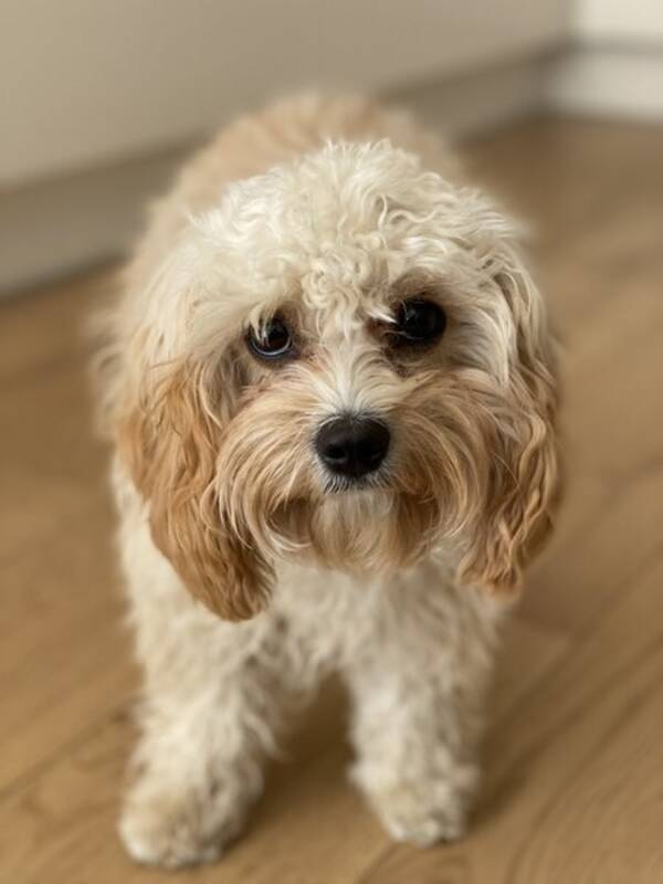 Hund - Penny, Cavapoo 