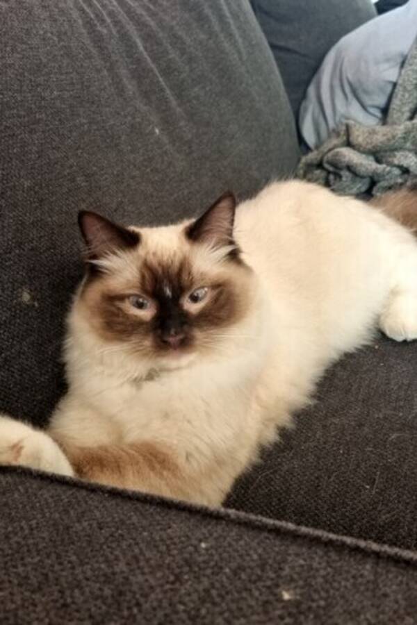 Katt - Ragdoll