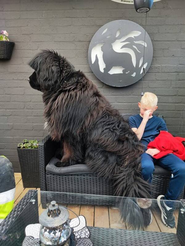 Hund - New Foundland 