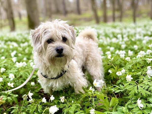 Hund - Rune