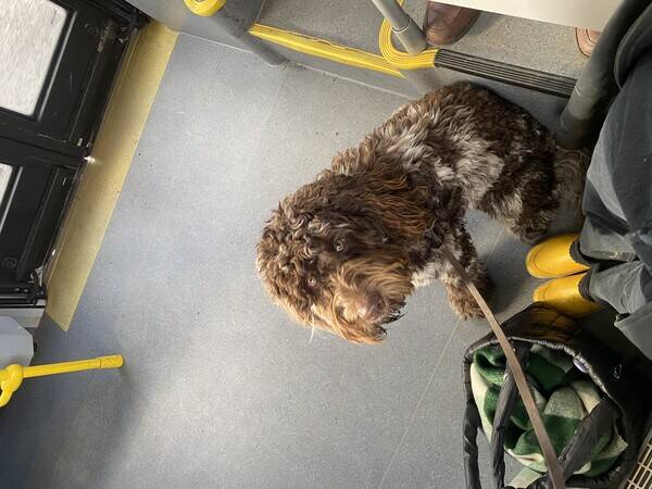Hund - Labradoodlen Jiro 