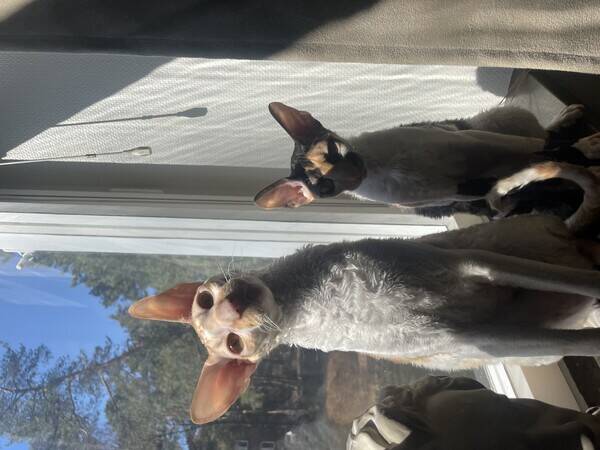 Katt - Cornish Rex katter 