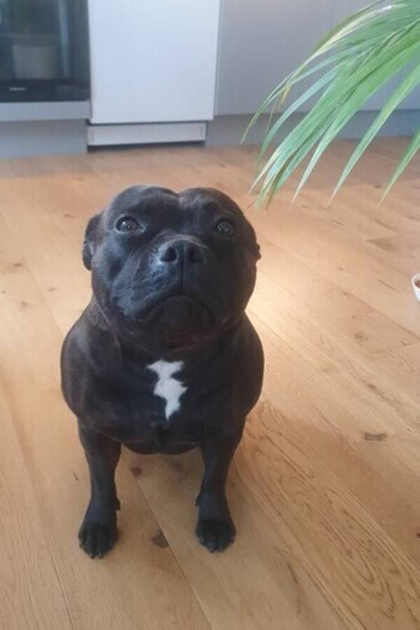 Hund - Engelsk staff 