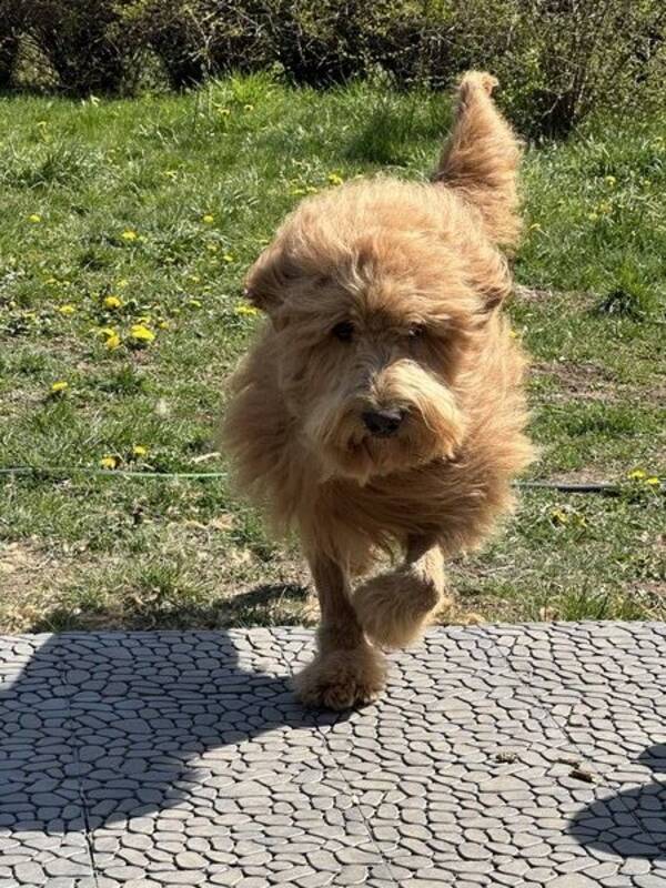 Hund - Goldendoodle  Hund - Goldendoodle