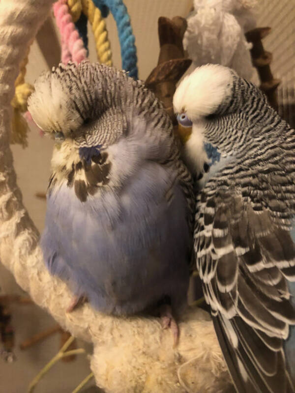 vrigt - Budgies
