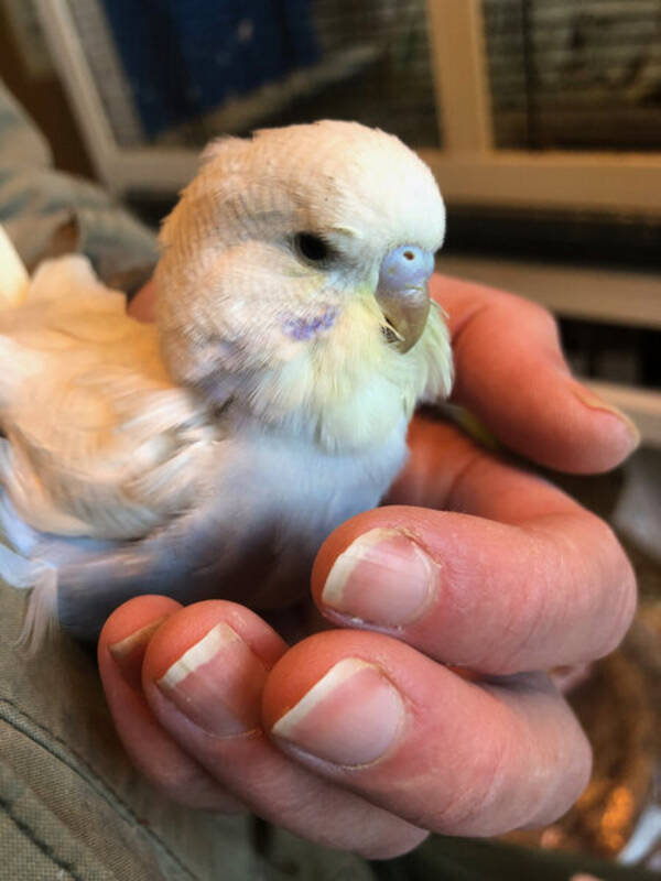 vrigt - Budgies