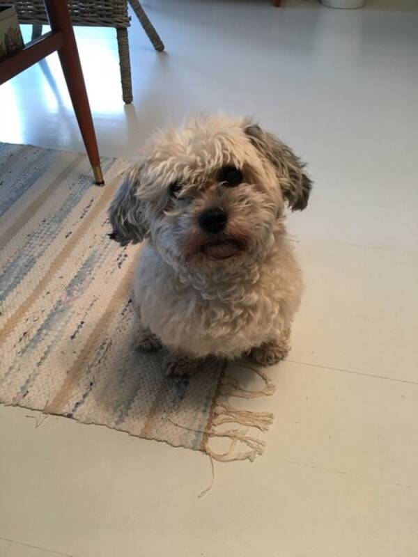 Hund - Havanais Nora Hund - Havanais Nora