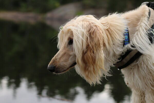 Hund - Den afghanske mynden Lucy