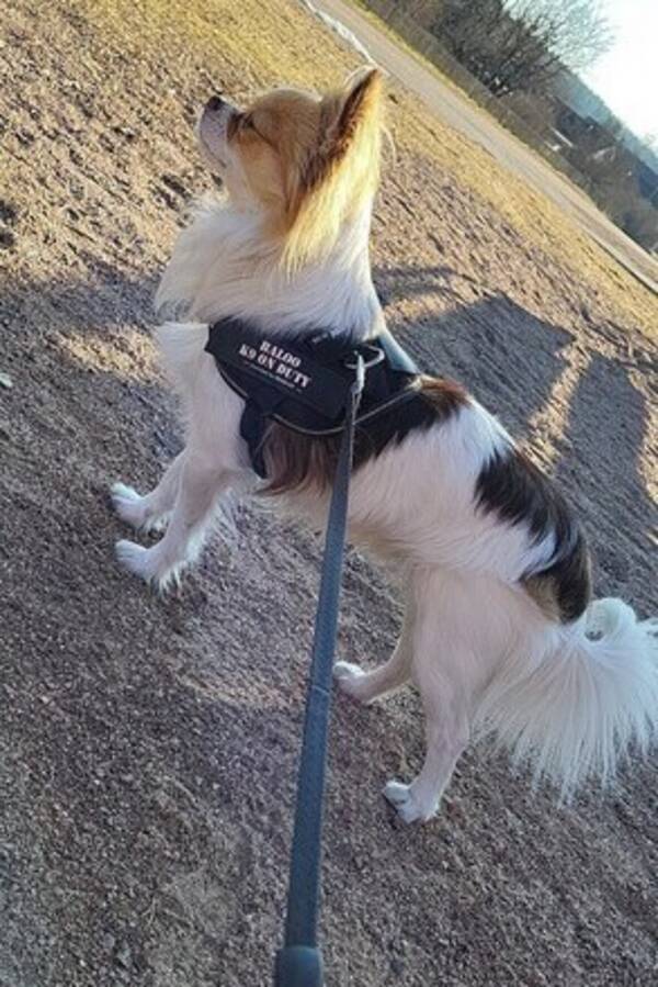 Hund - Baloo