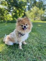 Pomchi