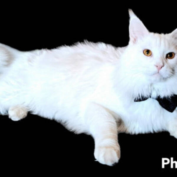 Katt - Maine Coon killen Cinna Katt - Maine Coon killen Cinna