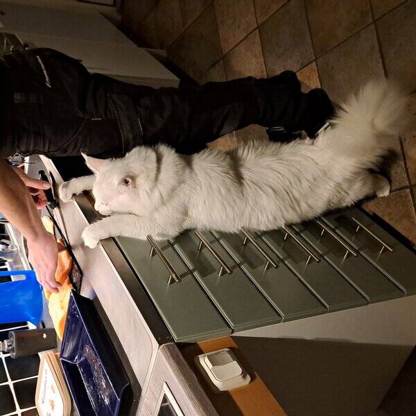 Katt - Maine Coon killen Cinna Katt - Maine Coon killen Cinna