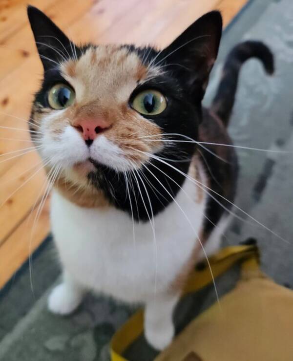 Katt - Katla