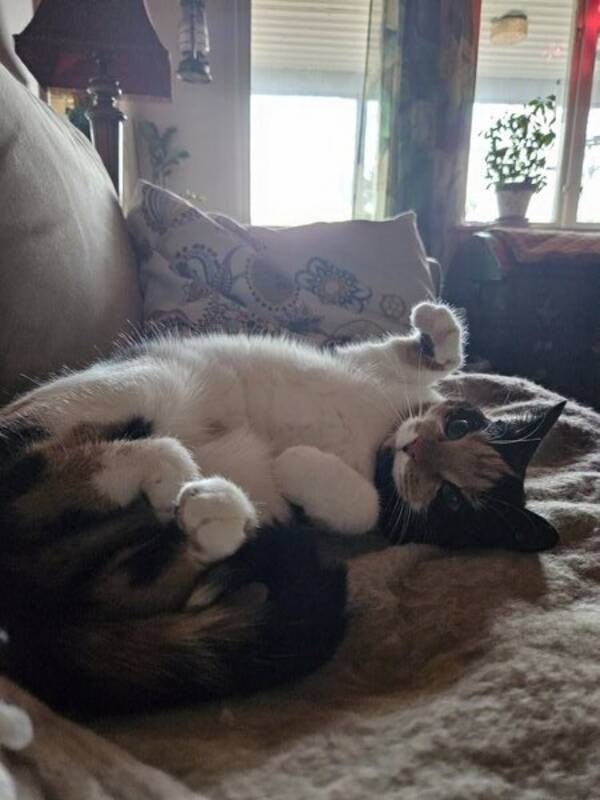 Katt - Katla