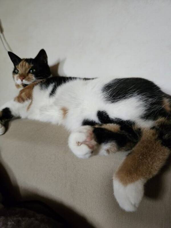 Katt - Katla