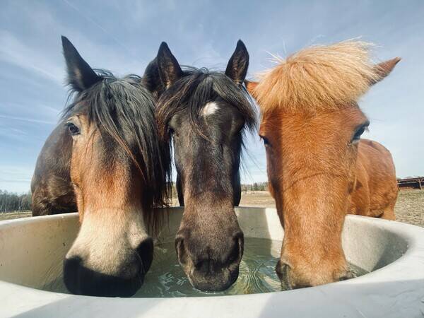 Övrigt - Nordsvensk häst Älvis