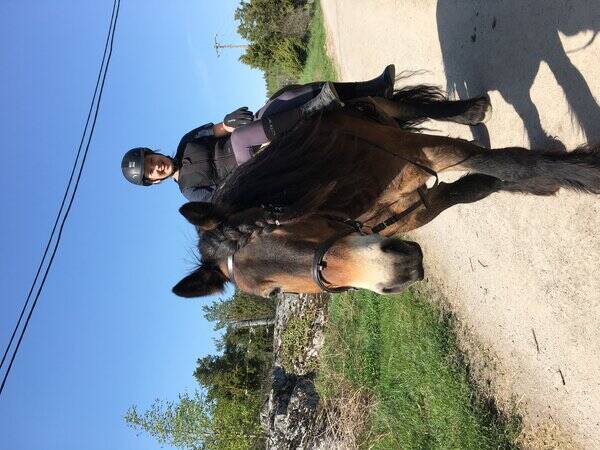 Övrigt - Nordsvensk häst Älvis