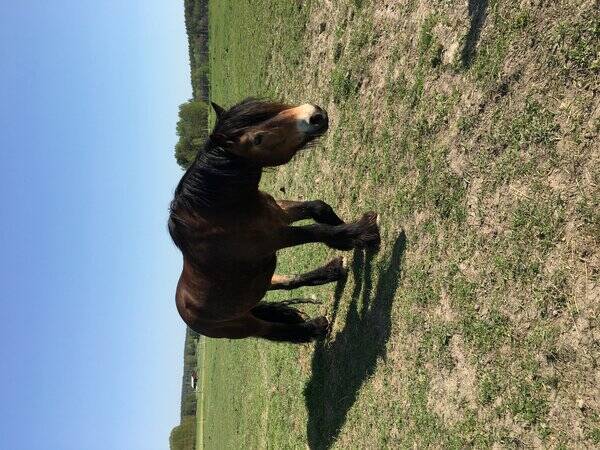 Övrigt - Nordsvensk häst Älvis