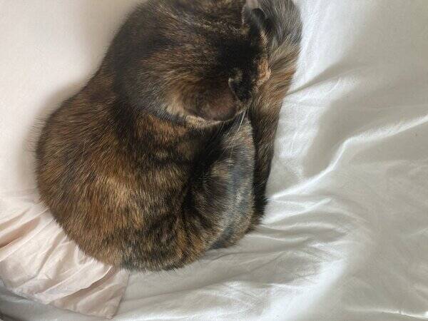 Katt - Bondkatt