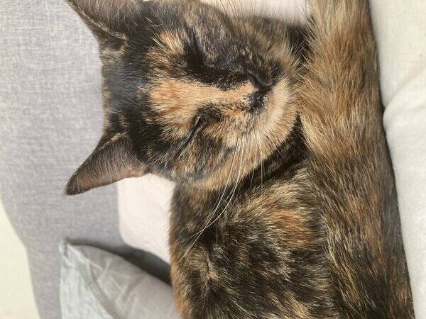 Katt - Bondkatt