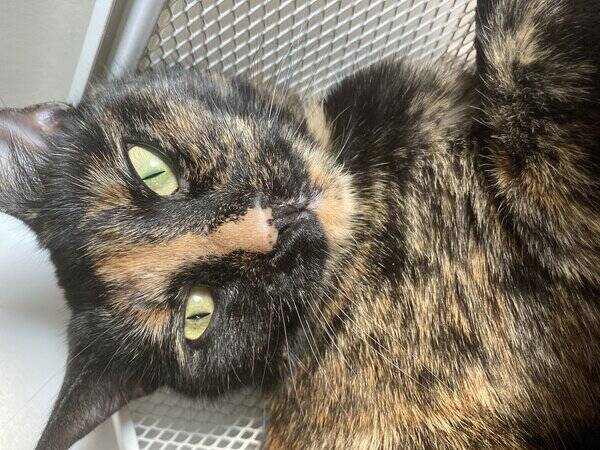 Katt - Bondkatt 