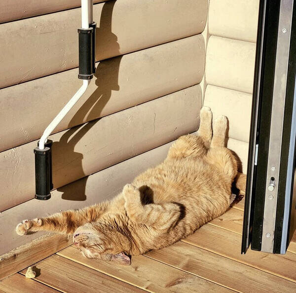 Katt - Bondkatt 