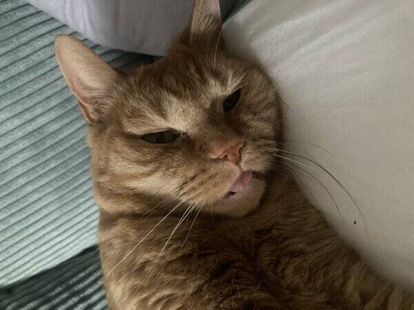 Katt - Bondkatt 