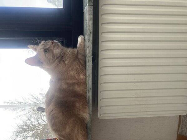 Katt - Bondkatt